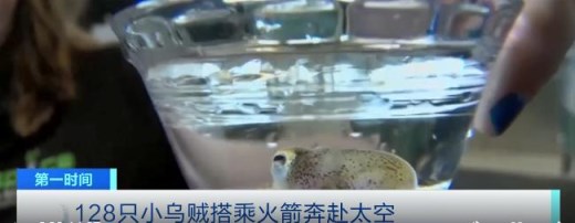 128只小乌贼搭乘火箭奔赴太空